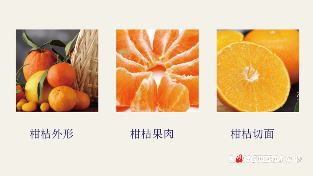青神椪柑视觉贝博bb官网（中国）股份有限公司_眉山水果LOGO标志及形象包装设计方案